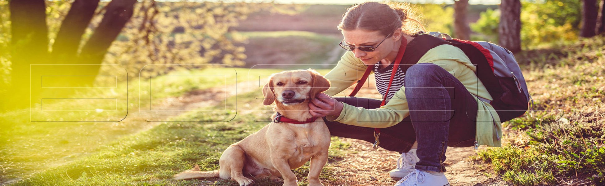 Evcil Hayvan Taşımacılık