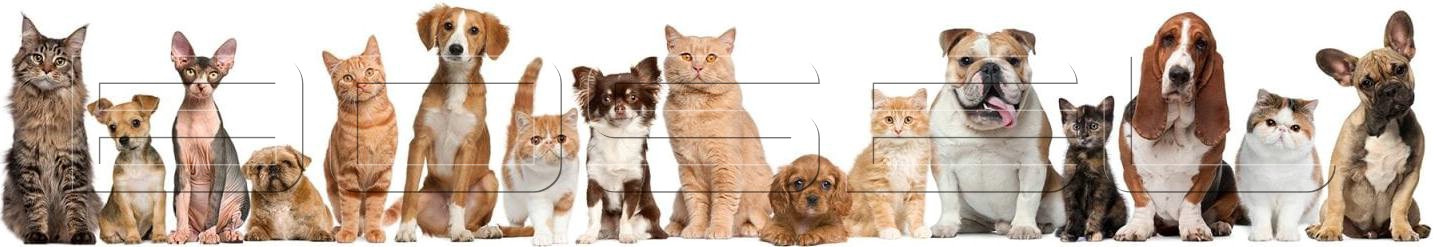 Pet Transfer Fiyatları Pet Transfer Fiyatları